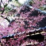 Descanso Gardens Cherry Blossom Festival 2016